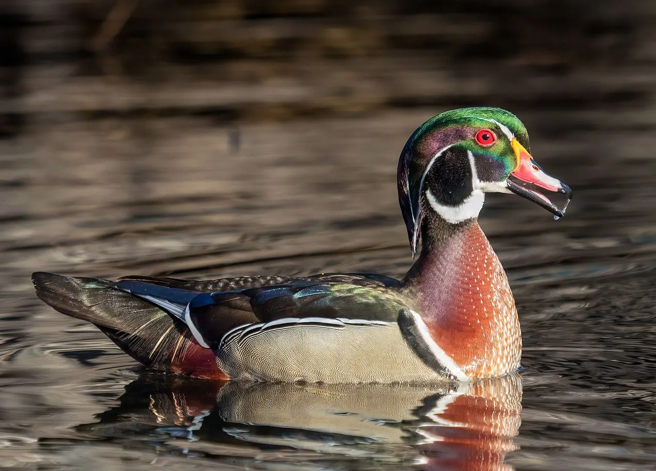 Gadwall (Mareca strepera): The Quiet Elegance