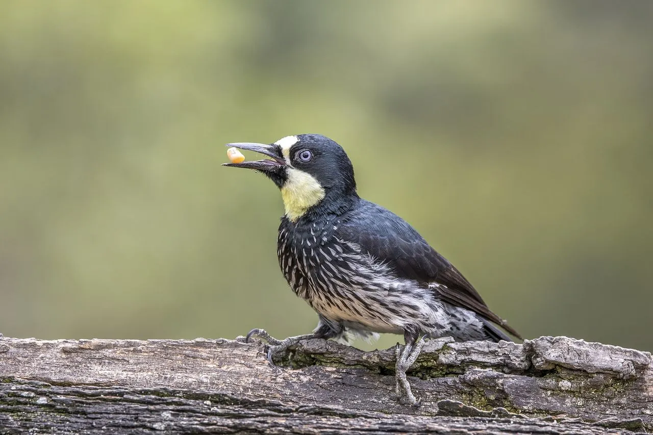 Acorn Woodpecker (Melanerpes formicivorus): Granaries and Cooperative Breeding