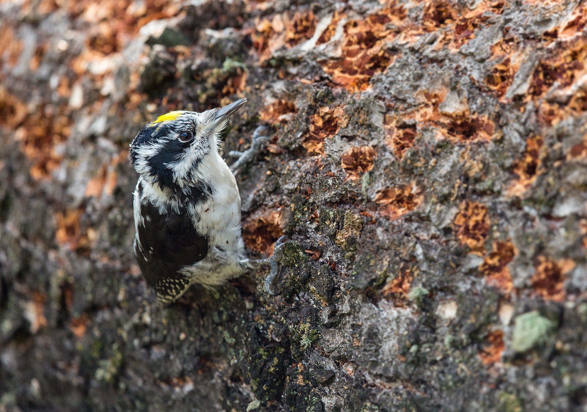 Why Are Woodpeckers Drumming on My Gutter?