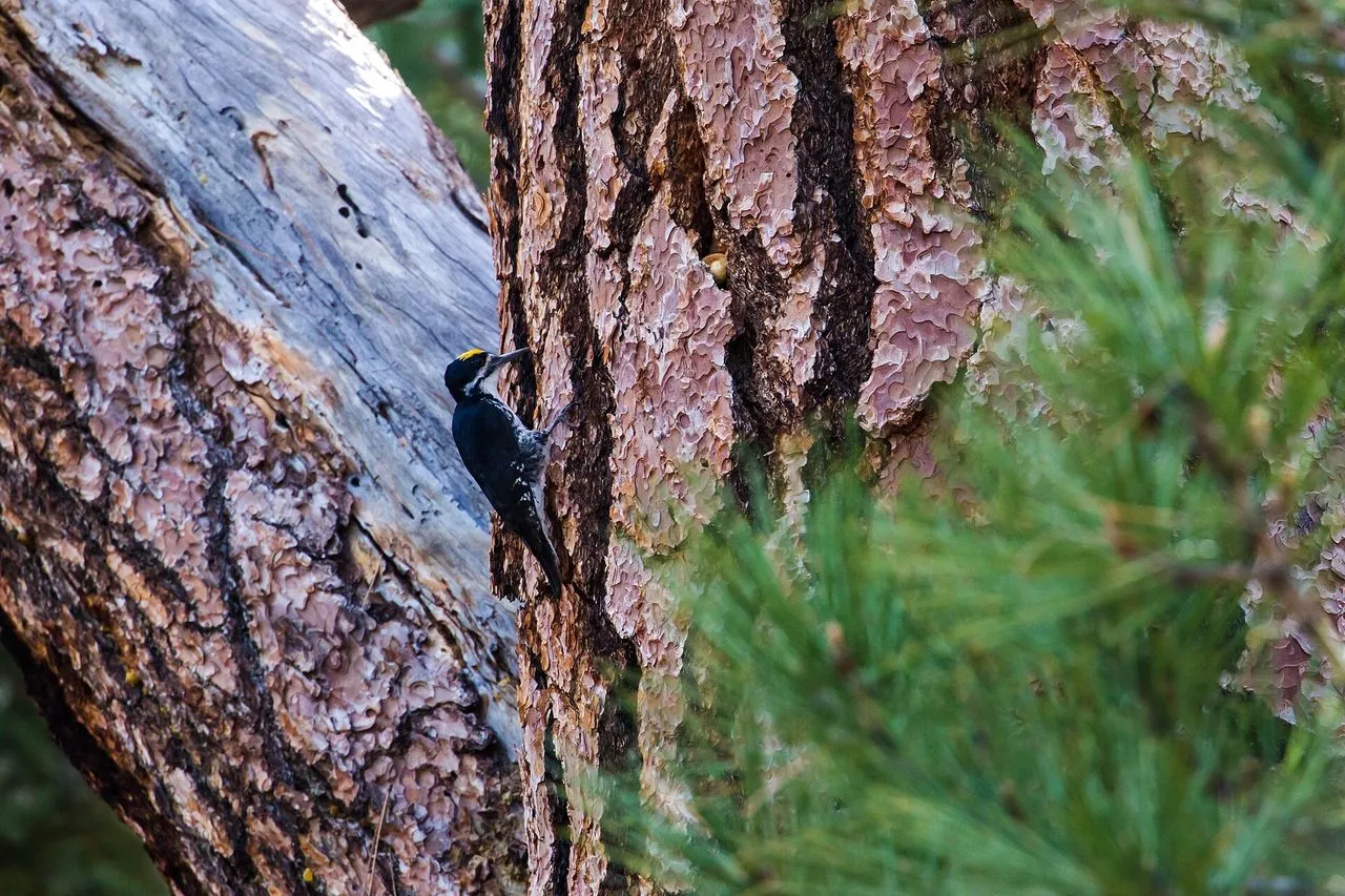 Black-backed Woodpecker (Picoides arcticus): Burned-Forest Specialist