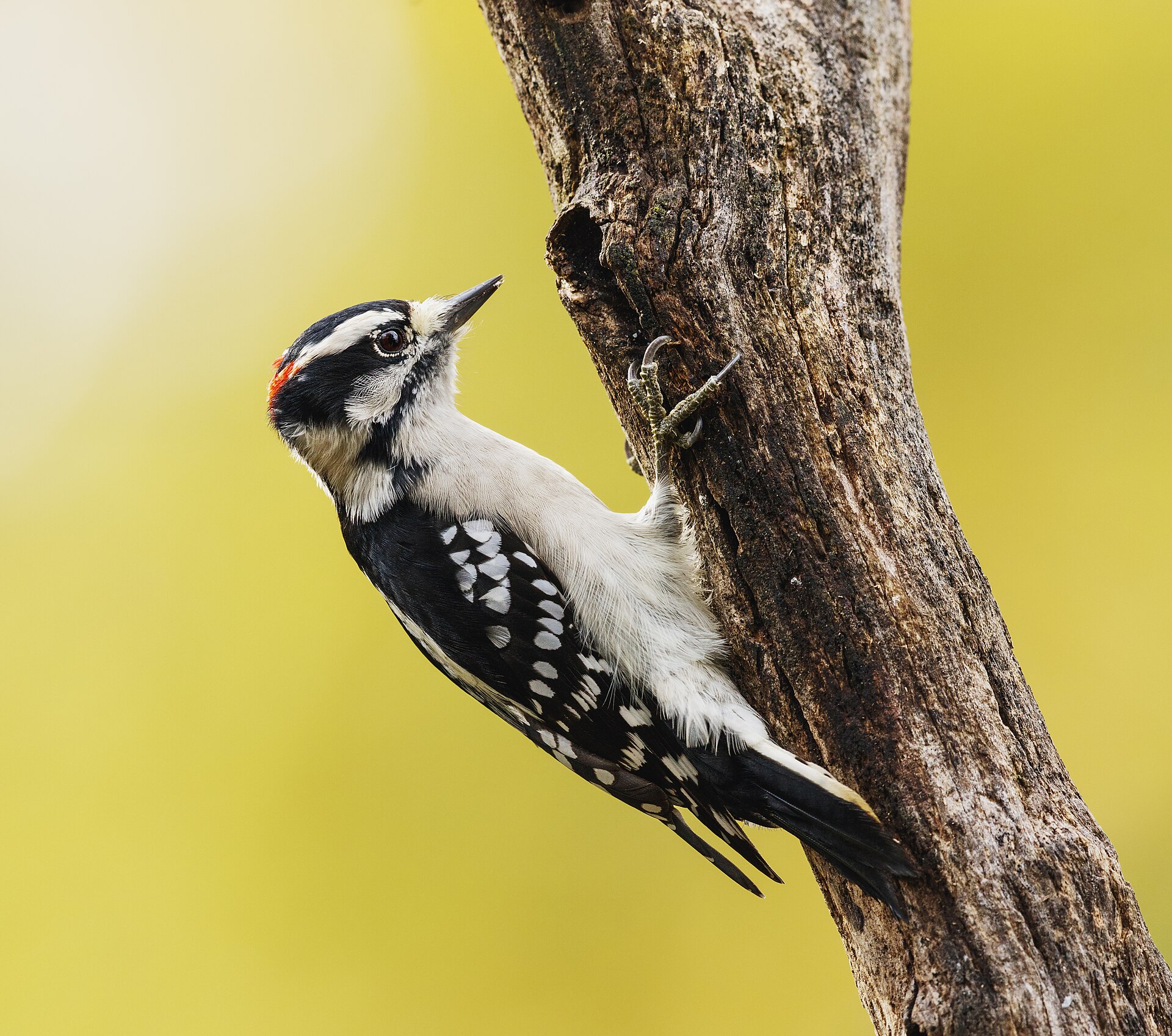 Downy vs Hairy Woodpecker: Field-mark Diagnostic