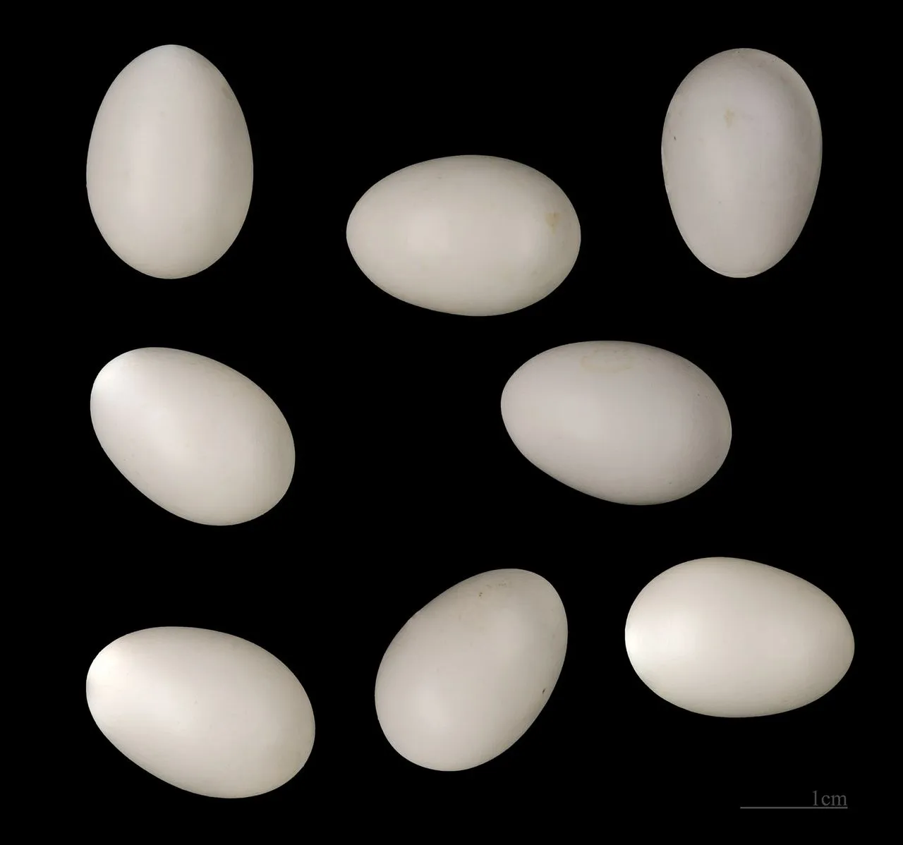 Eurasian Wryneck (Jynx torquilla): The Ant-eating Atypical Picid