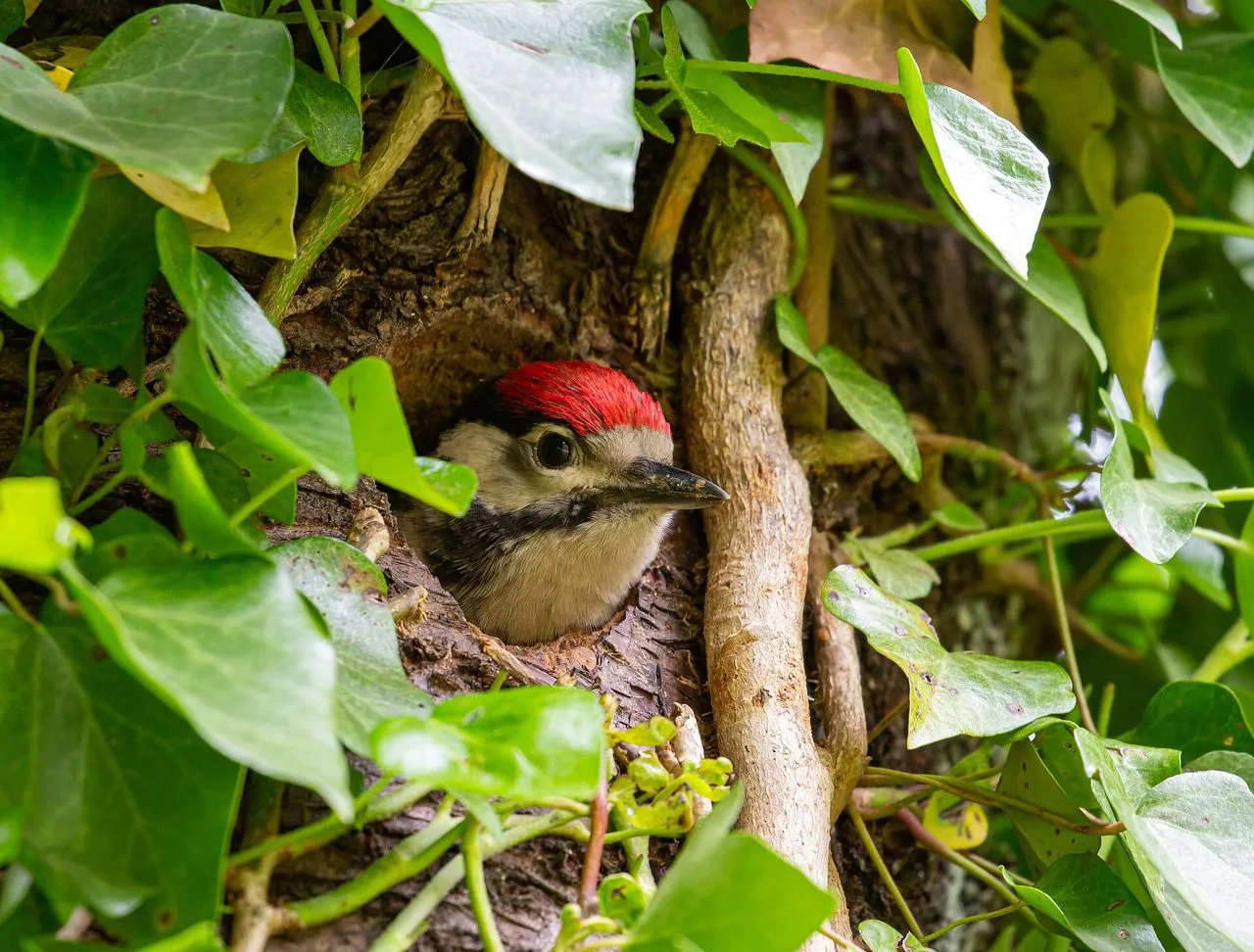 Great Spotted Woodpecker (Dendrocopos major): Britain's Pied Drummer