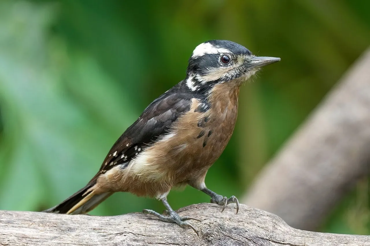Hairy Woodpecker (Leuconotopicus villosus): Identification & Downy Confusion