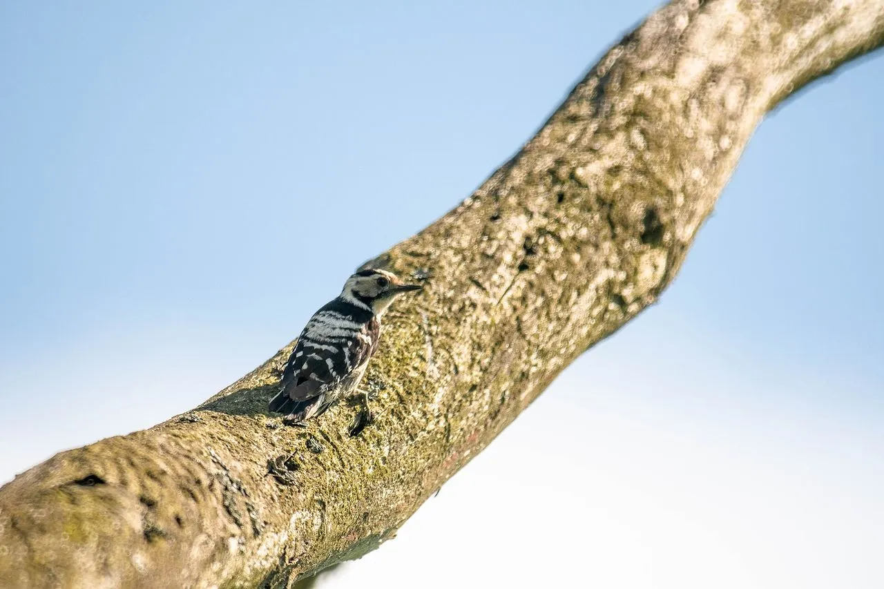 Lesser Spotted Woodpecker (Dryobates minor): Britain's Smallest, Hardest-to-find Woodpecker