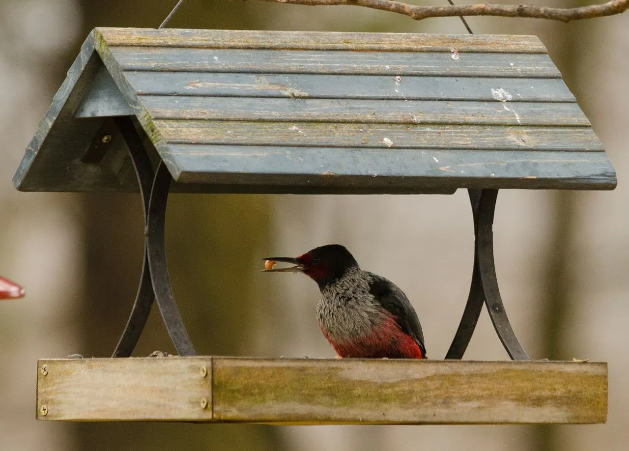 Lewis's Woodpecker (Melanerpes lewis): The Aerial-fly-catching Picid