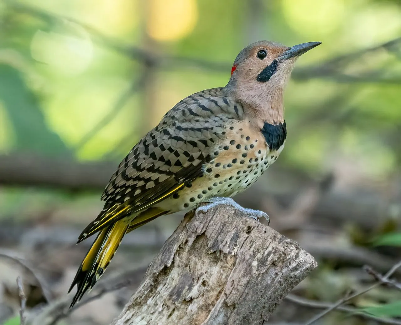 Northern Flicker (Colaptes auratus): The Ground-feeding Woodpecker