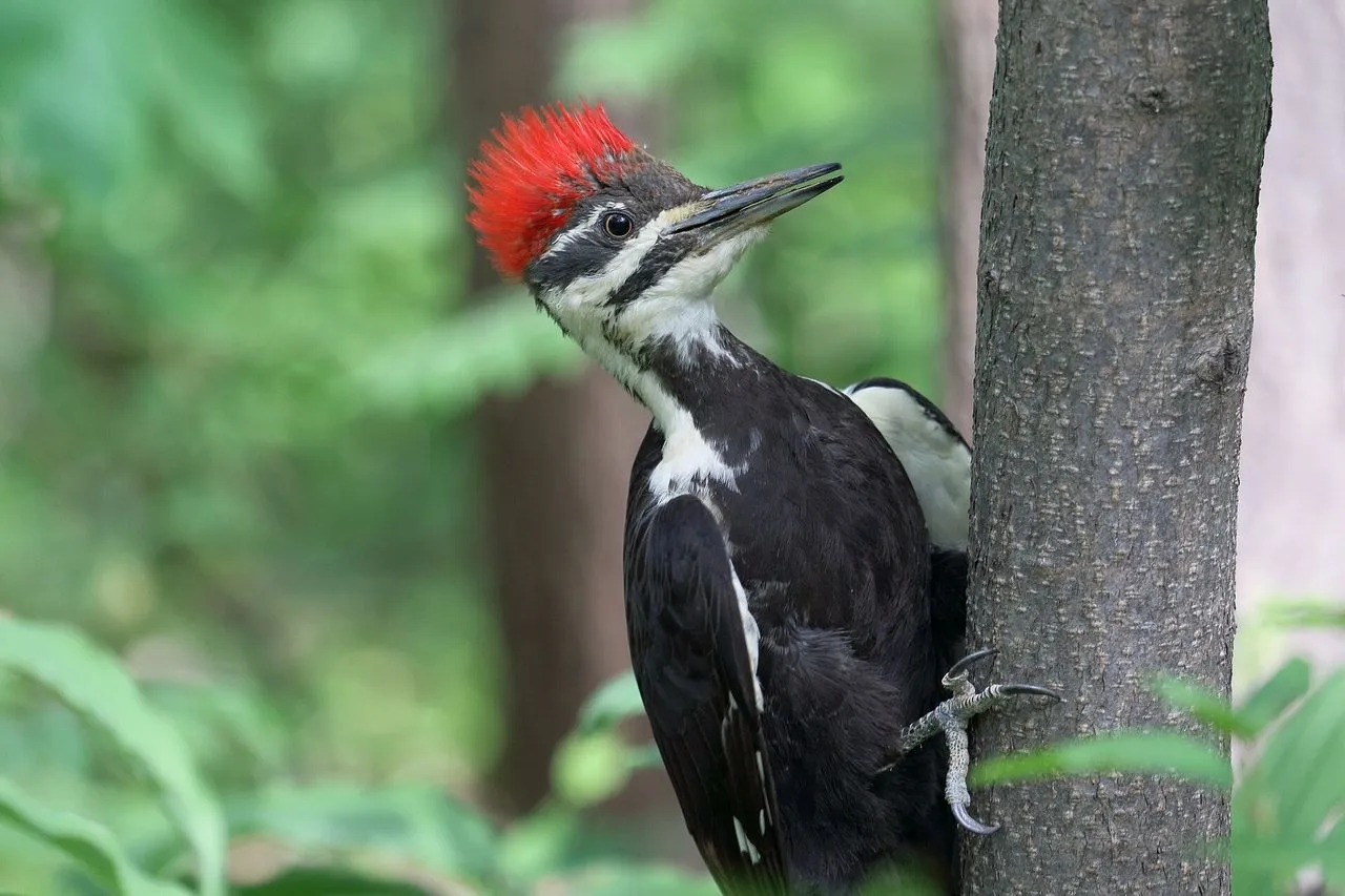 Pileated Woodpecker (Dryocopus pileatus): Identification & Habitat
