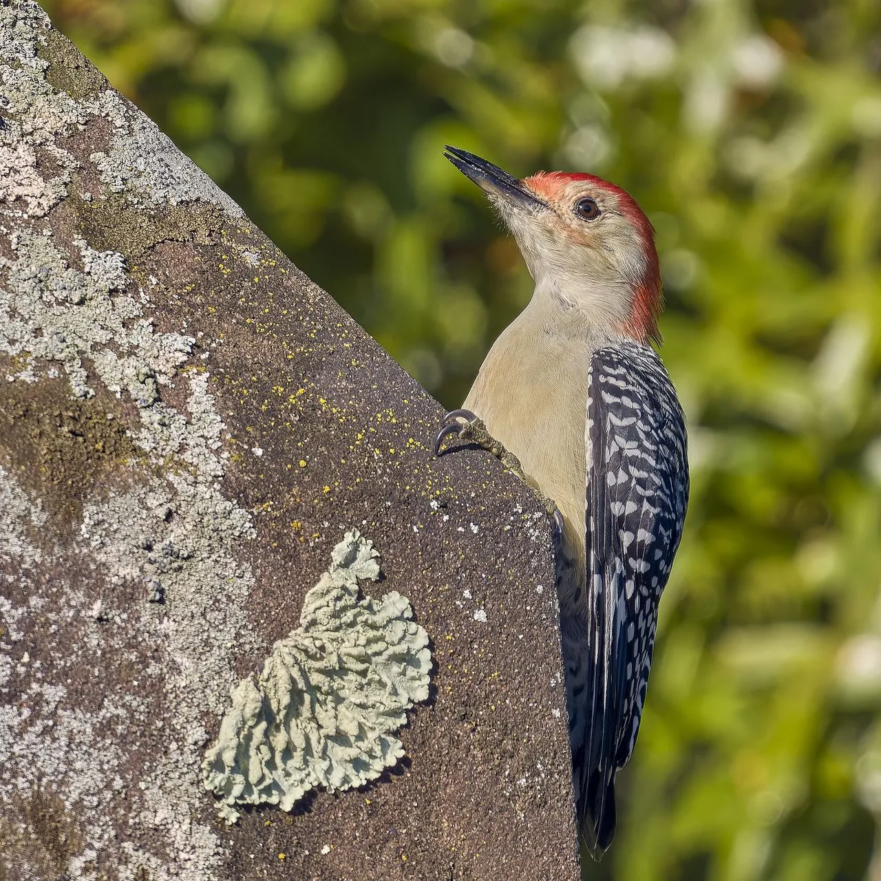 Red-bellied Woodpecker (Melanerpes carolinus): The Misnamed Backyard Picid