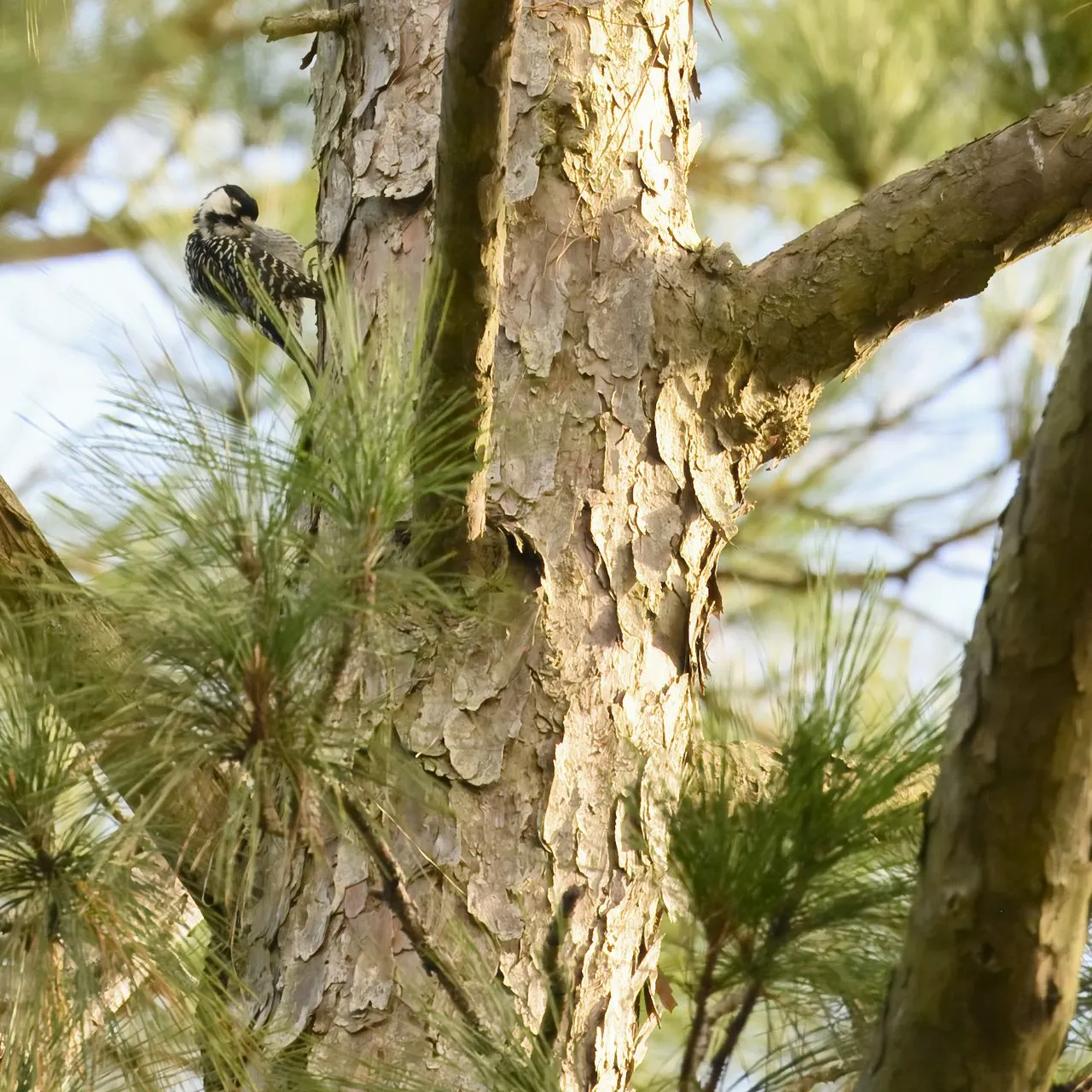 Red-cockaded Woodpecker (Leuconotopicus borealis): Longleaf Pine Specialist
