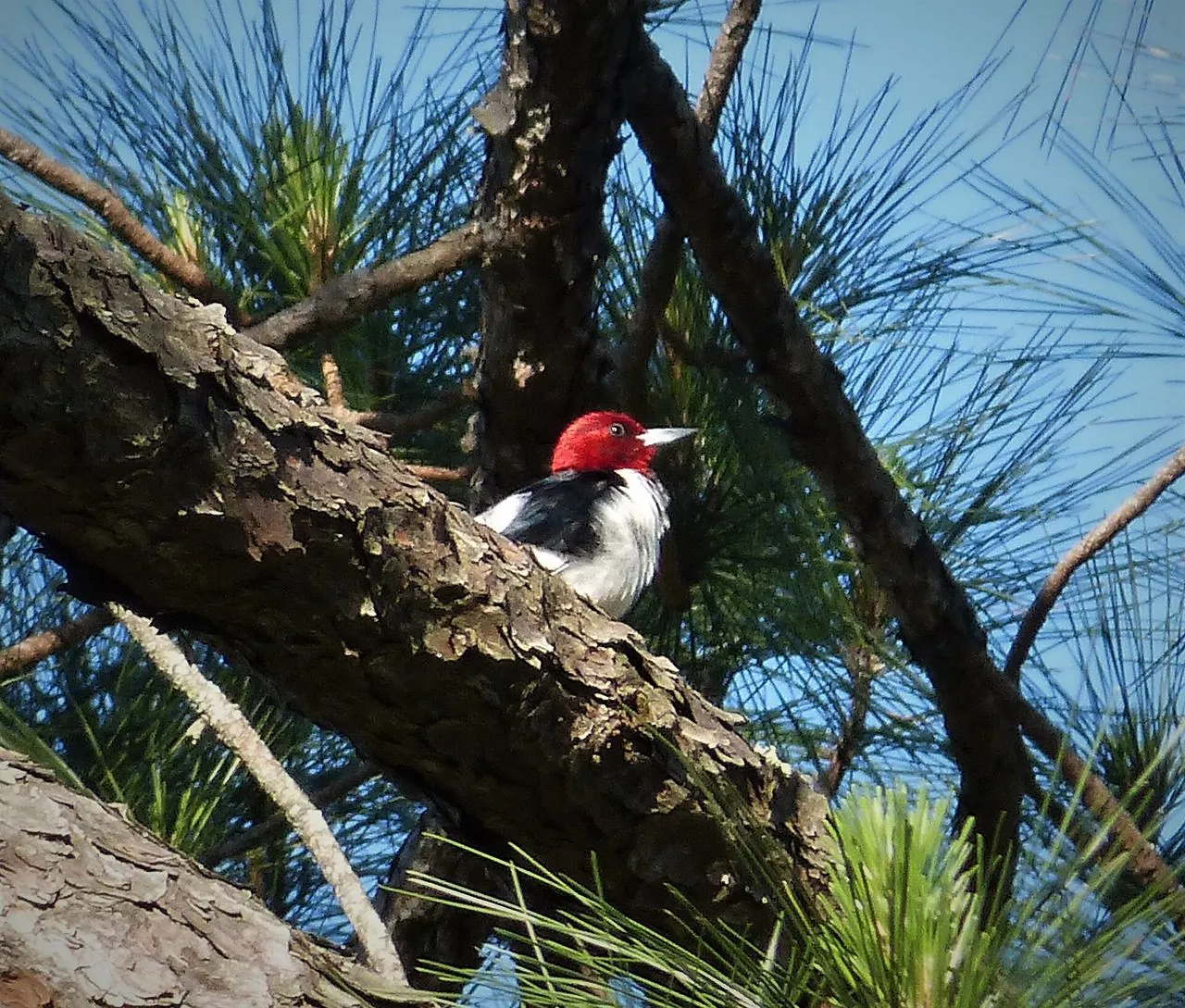 Red-headed Woodpecker (Melanerpes erythrocephalus): The Tricolour Open-woodland Picid