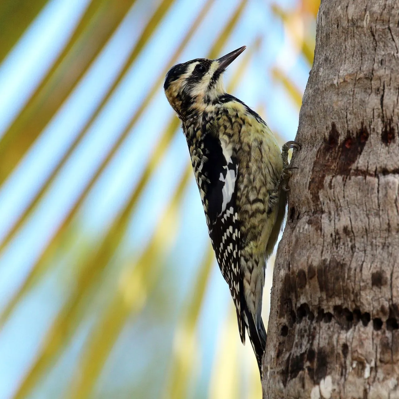 Yellow-bellied Sapsucker (Sphyrapicus varius): Sap Wells & Migration